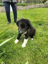 BLESSY, Hund, Mischlingshund in Rumänien - Bild 7