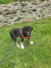 TESSY, Hund, Mischlingshund in Rumänien - Bild 1