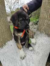 TESSY, Hund, Mischlingshund in Rumänien - Bild 7