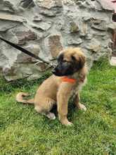 ALMA, Hund, Mischlingshund in Rumänien - Bild 2