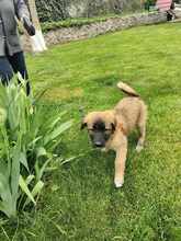 ALMA, Hund, Mischlingshund in Rumänien - Bild 4