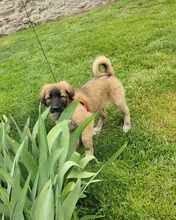 ALMA, Hund, Mischlingshund in Rumänien - Bild 6