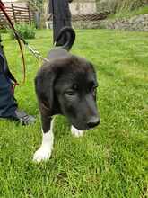 CORI, Hund, Mischlingshund in Rumänien - Bild 2