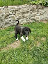 CORI, Hund, Mischlingshund in Rumänien - Bild 4