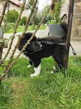 CORI, Hund, Mischlingshund in Rumänien - Bild 6