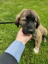 RUBIO, Hund, Mischlingshund in Rumänien - Bild 1