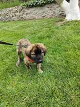 RUBIO, Hund, Mischlingshund in Rumänien - Bild 5