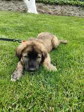 RUBIO, Hund, Mischlingshund in Rumänien - Bild 7