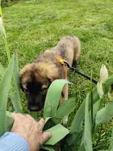 RUBIO, Hund, Mischlingshund in Rumänien - Bild 8