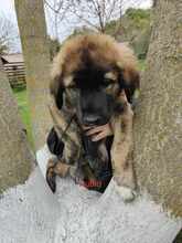 RUBIO, Hund, Mischlingshund in Rumänien - Bild 9