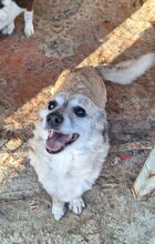 WHISTLE, Hund, Mischlingshund in Griechenland - Bild 2