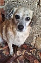 WHISTLE, Hund, Mischlingshund in Griechenland - Bild 3