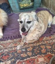 WHISTLE, Hund, Mischlingshund in Griechenland - Bild 4