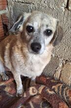 WHISTLE, Hund, Mischlingshund in Griechenland - Bild 5
