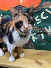 AMELIA, Katze, Europäisch Kurzhaar in Ukraine - Bild 1