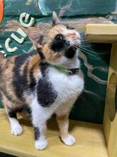 AMELIA, Katze, Europäisch Kurzhaar in Ukraine - Bild 2