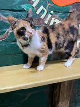 AMELIA, Katze, Europäisch Kurzhaar in Ukraine - Bild 3