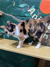 AMELIA, Katze, Europäisch Kurzhaar in Ukraine - Bild 4