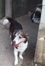 KATINA, Hund, Mischlingshund in Griechenland - Bild 1
