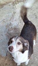 KATINA, Hund, Mischlingshund in Griechenland - Bild 2