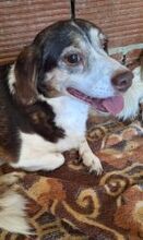 KATINA, Hund, Mischlingshund in Griechenland - Bild 3