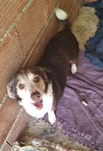 KATINA, Hund, Mischlingshund in Griechenland - Bild 4