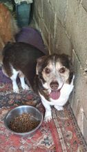 KATINA, Hund, Mischlingshund in Griechenland - Bild 5