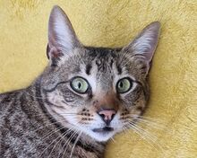 TIGER, Katze, Europäisch Kurzhaar in Rumänien - Bild 1