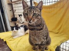 TIGER, Katze, Europäisch Kurzhaar in Rumänien - Bild 2