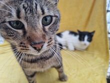 TIGER, Katze, Europäisch Kurzhaar in Rumänien - Bild 3