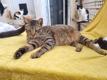 TIGER, Katze, Europäisch Kurzhaar in Rumänien - Bild 4
