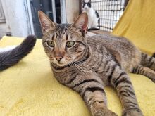 TIGER, Katze, Europäisch Kurzhaar in Rumänien - Bild 5
