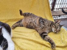 TIGER, Katze, Europäisch Kurzhaar in Rumänien - Bild 6