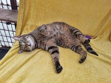 TIGER, Katze, Europäisch Kurzhaar in Rumänien - Bild 7