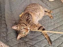 TIGER, Katze, Europäisch Kurzhaar in Rumänien - Bild 8