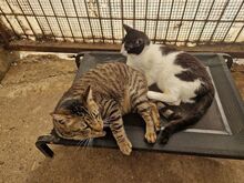TIGER, Katze, Europäisch Kurzhaar in Rumänien - Bild 9