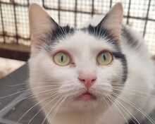 BOUNTY, Katze, Europäisch Kurzhaar in Rumänien - Bild 1