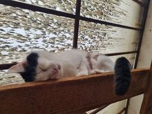 BOUNTY, Katze, Europäisch Kurzhaar in Rumänien - Bild 2
