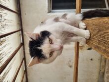 BOUNTY, Katze, Europäisch Kurzhaar in Rumänien - Bild 3