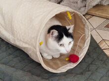 BOUNTY, Katze, Europäisch Kurzhaar in Rumänien - Bild 4