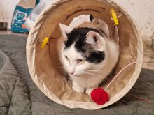 BOUNTY, Katze, Europäisch Kurzhaar in Rumänien - Bild 5