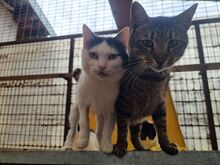 BOUNTY, Katze, Europäisch Kurzhaar in Rumänien - Bild 6