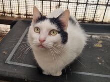 BOUNTY, Katze, Europäisch Kurzhaar in Rumänien - Bild 8