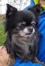 MOGLI, Hund, Chihuahua in Planegg - Bild 1