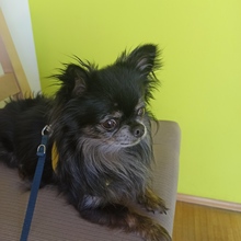 MOGLI, Hund, Chihuahua in Planegg - Bild 2