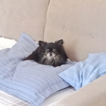 MOGLI, Hund, Chihuahua in Planegg - Bild 3
