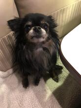MOGLI, Hund, Chihuahua in Planegg - Bild 4