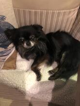 MOGLI, Hund, Chihuahua in Planegg - Bild 5