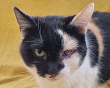 BIENE, Katze, Europäisch Kurzhaar in Rumänien - Bild 1