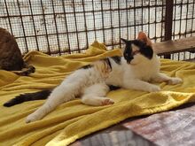 BIENE, Katze, Europäisch Kurzhaar in Rumänien - Bild 2